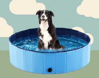Dog Splash/Swimming Pool (Belgian)